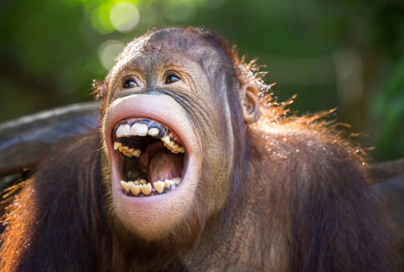 Un singe qui représente l'humour de Marie Meunier.